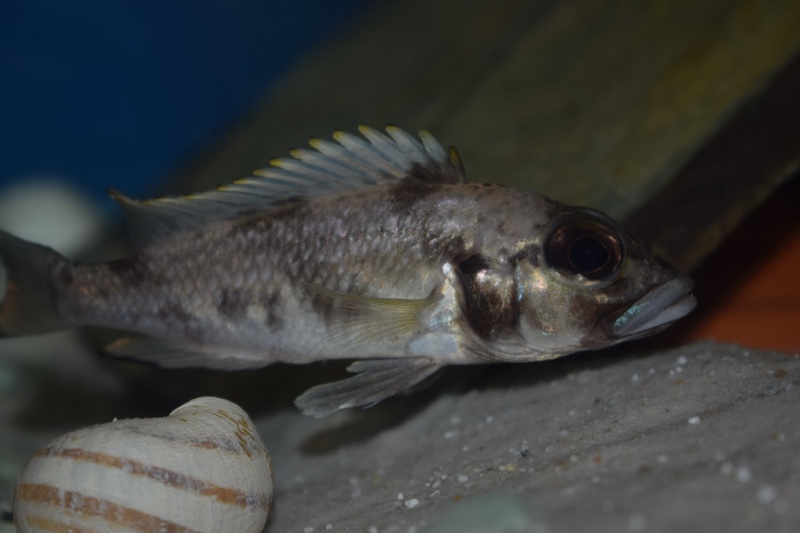 Lamprologus lemairii